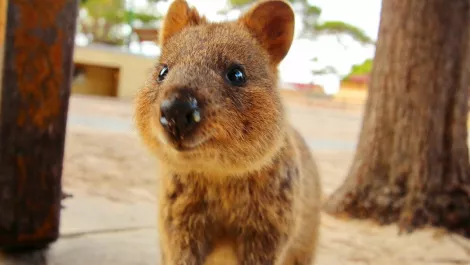 Drones and tech could help save quokka from extinction